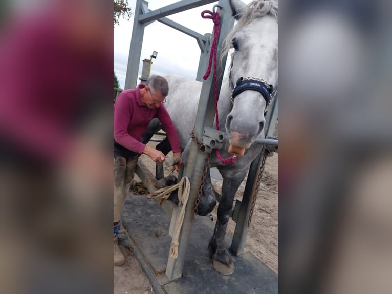 Percheron Gelding 4 years 16,3 hh Grey-Blue-Tan in Kachtem