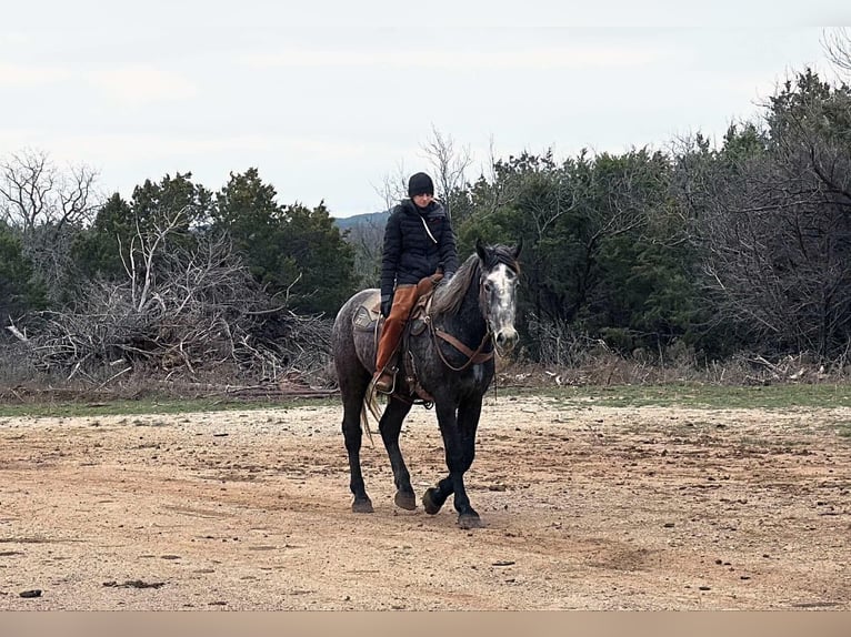 Percheron Gelding 4 years 16,3 hh Grey-Dapple in Jackboro TX