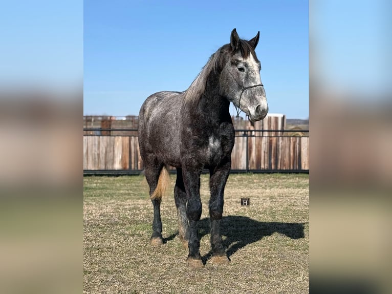 Percheron Gelding 4 years 16,3 hh Grey-Dapple in Jackboro TX