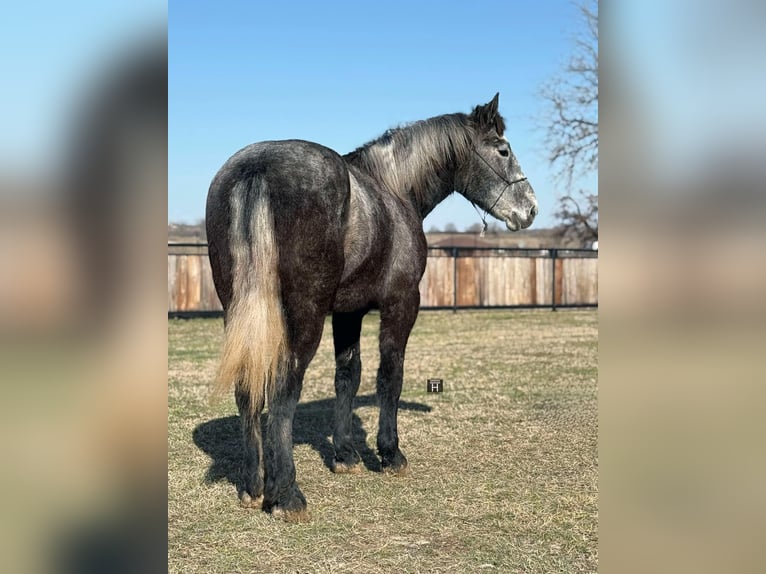 Percheron Gelding 4 years 16,3 hh Grey-Dapple in Jackboro TX