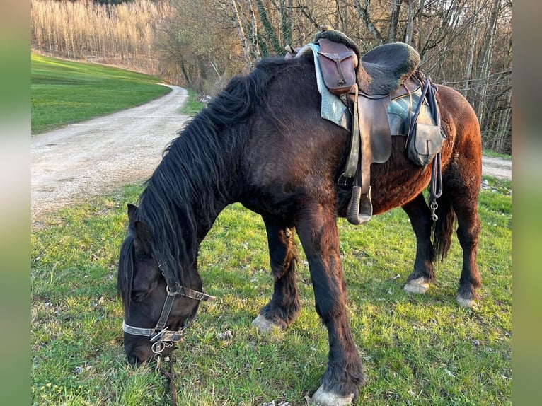 Percheron Gelding 4 years 17 hh Black in Waldstetten
