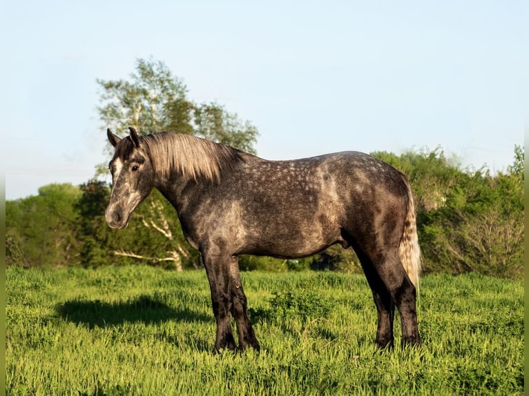 Percheron Gelding 4 years 17 hh Gray in Nevis, MN