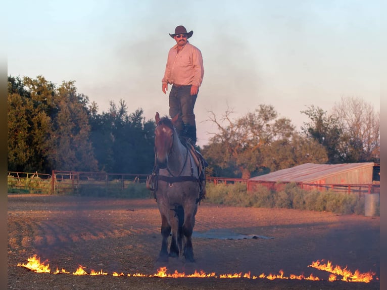 Percheron Gelding 4 years 17 hh Roan-Bay in Stephenville TX