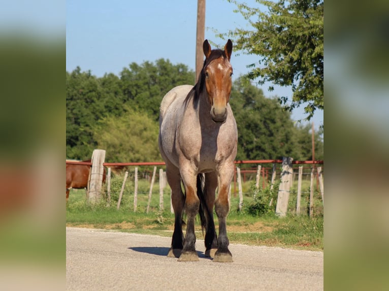 Percheron Gelding 4 years 17 hh Roan-Bay in Stephenville TX