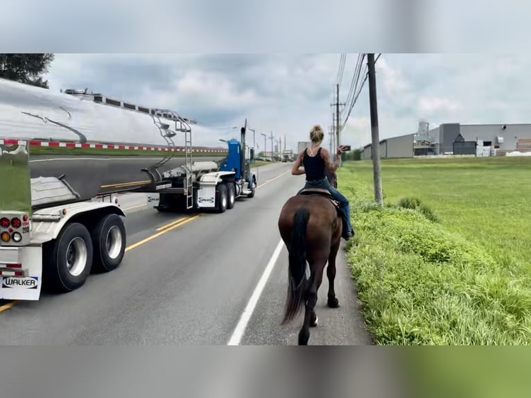 Percheron Mix Gelding 4 years 17,2 hh Black in Gap