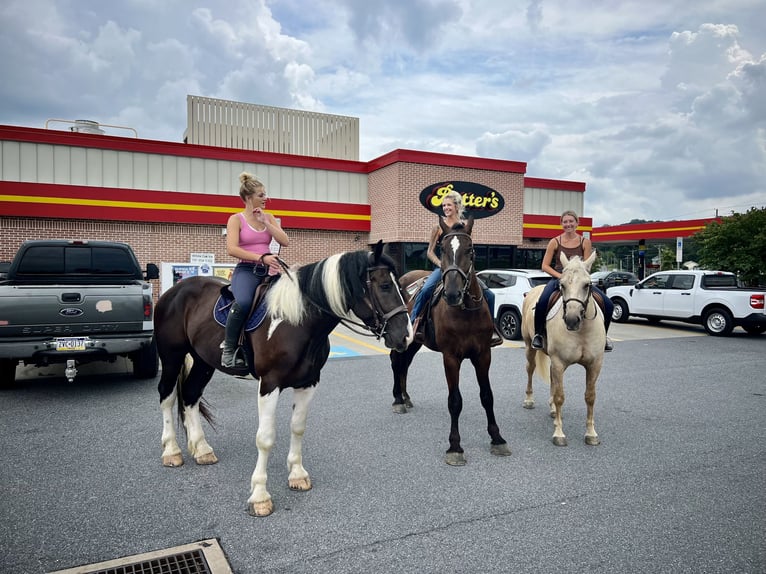 Percheron Mix Gelding 4 years 17,2 hh Black in Gap