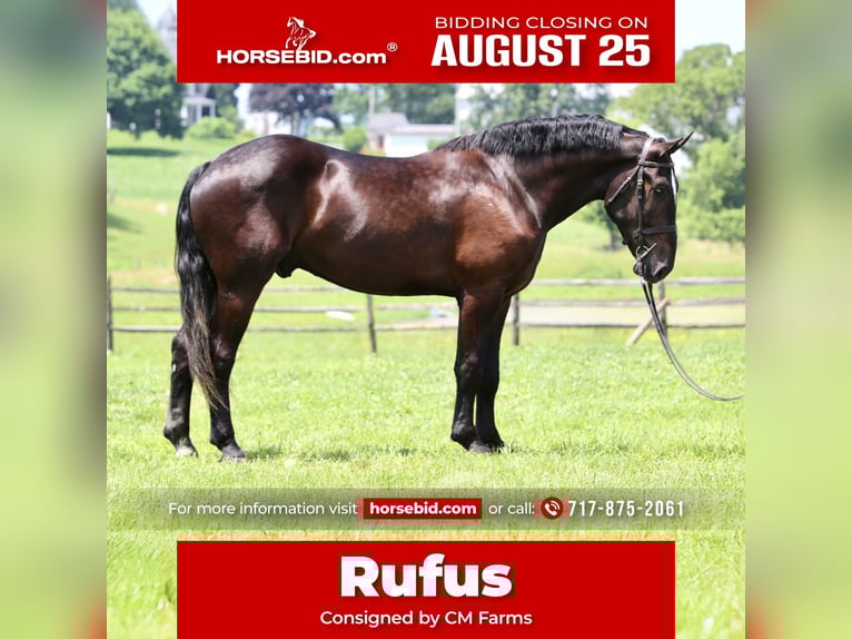 Percheron Mix Gelding 4 years 17,2 hh Black in Gap