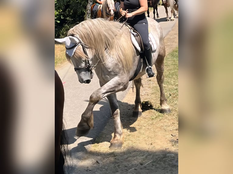 Percheron Gelding 4 years 17,2 hh Grey in Hohenwarth