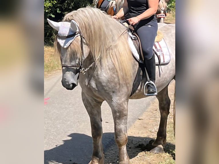 Percheron Gelding 4 years 17,2 hh Grey in Hohenwarth