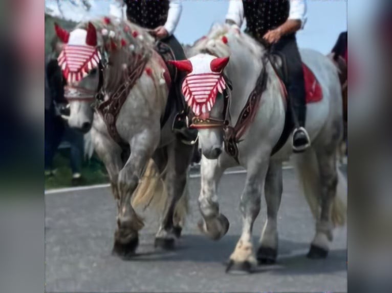Percheron Gelding 4 years 17,2 hh Grey in Hohenwarth