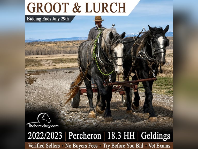 Percheron Gelding 4 years 18.2 hh Grey in Powell, WY
