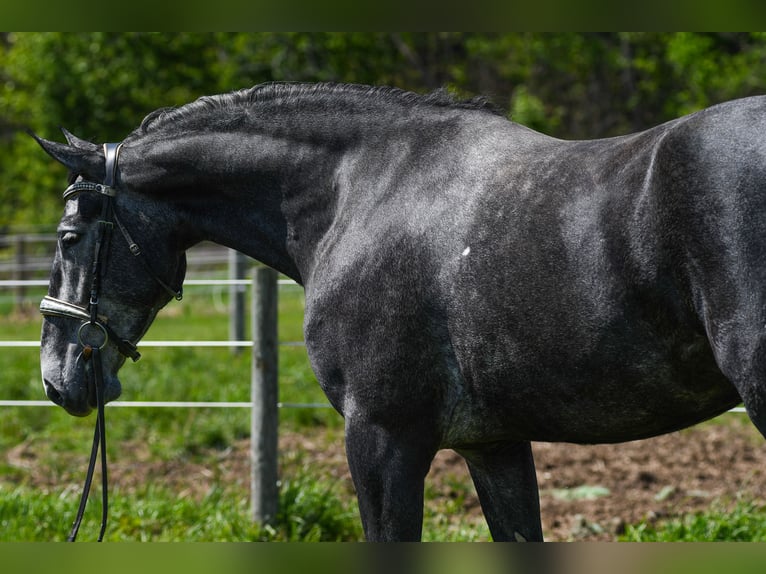 Percheron Mix Gelding 4 years Grey in Strasburg