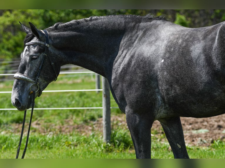 Percheron Mix Gelding 4 years Grey in Strasburg