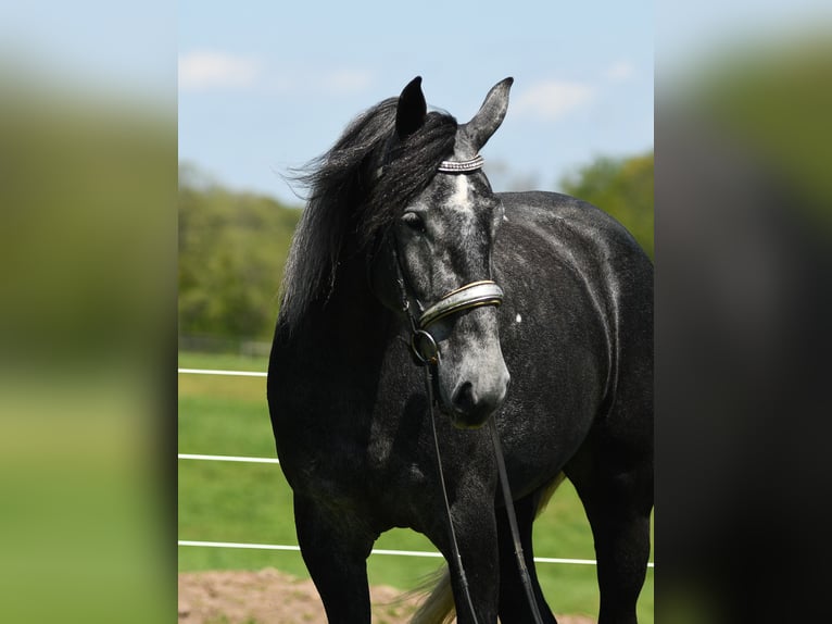 Percheron Mix Gelding 4 years Grey in Strasburg