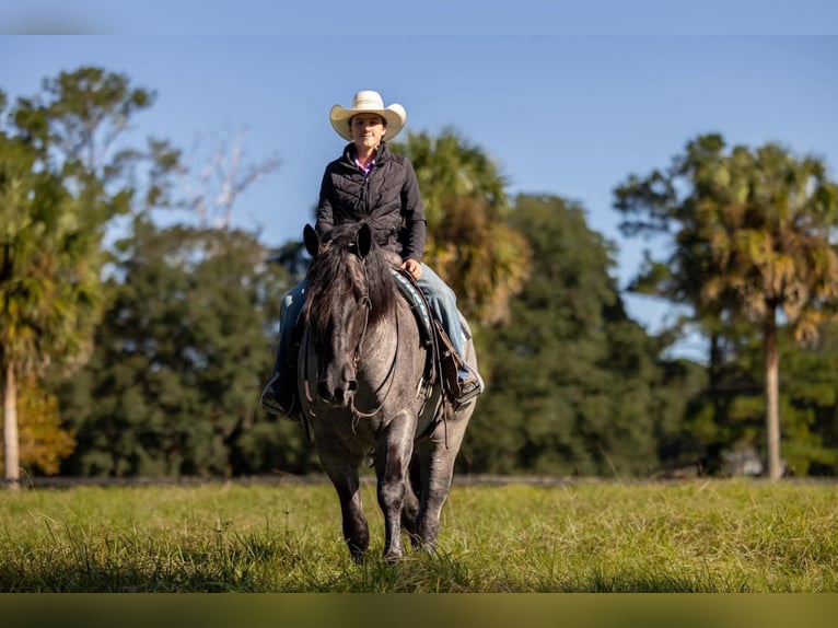 Percheron Mix Gelding 4 years Roan-Blue in Ocala