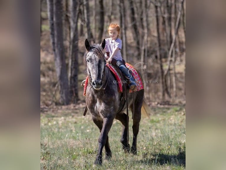 Percheron Gelding 5 years 14 hh Grey in Auburn,KY