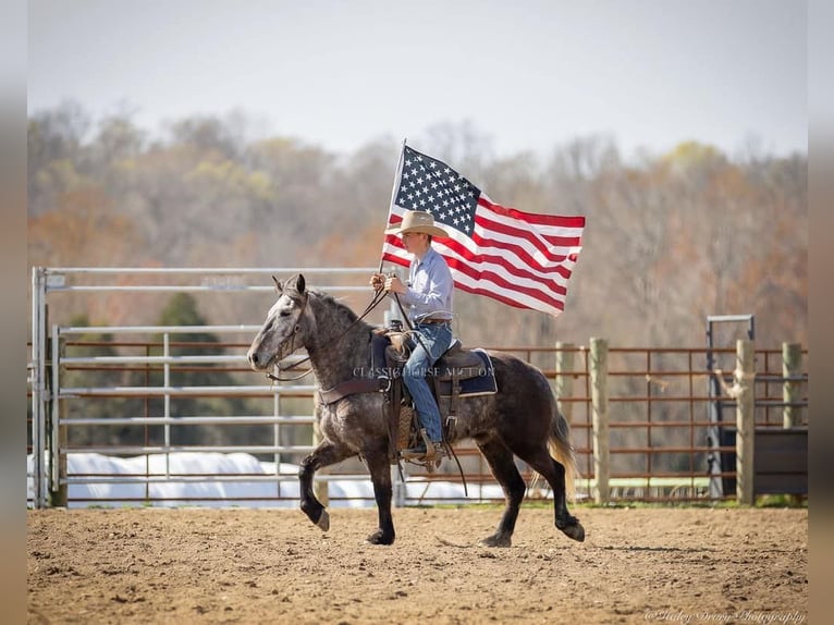 Percheron Gelding 5 years 14 hh Grey in Auburn,KY