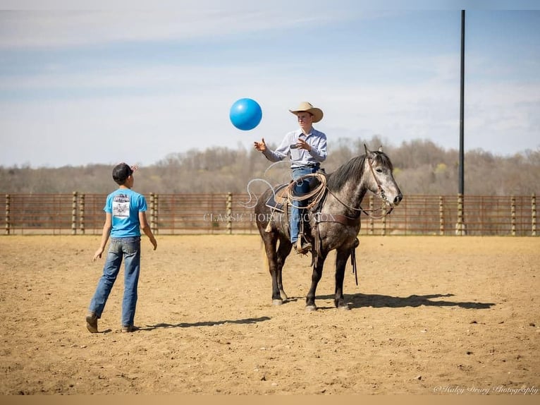 Percheron Gelding 5 years 14 hh Grey in Auburn,KY
