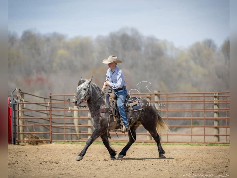 Percheron Gelding 5 years 14 hh Grey in Auburn,KY