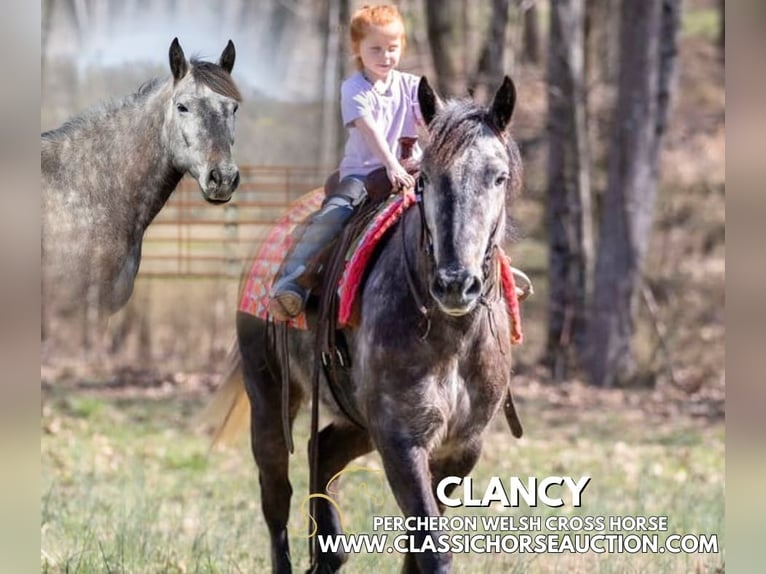 Percheron Gelding 5 years 14 hh Grey in Auburn,KY