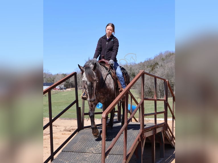 Percheron Gelding 5 years 14 hh Grey in Auburn,KY