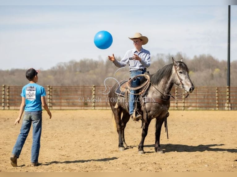 Percheron Gelding 5 years 14 hh Grey in Auburn,KY