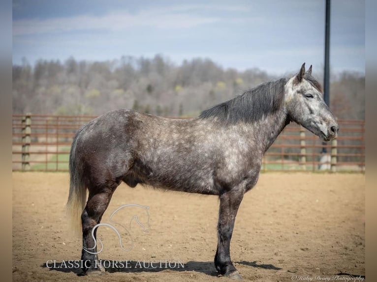 Percheron Gelding 5 years 14 hh Grey in Auburn,KY