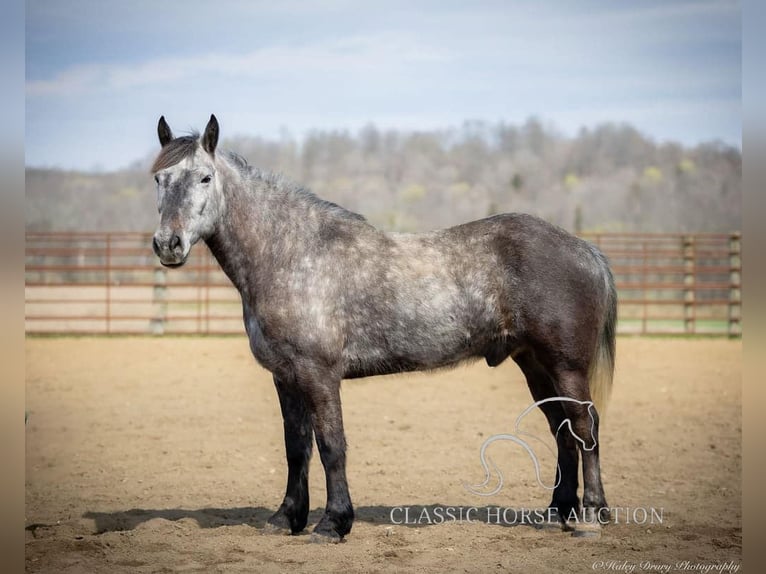 Percheron Gelding 5 years 14 hh Grey in Auburn,KY