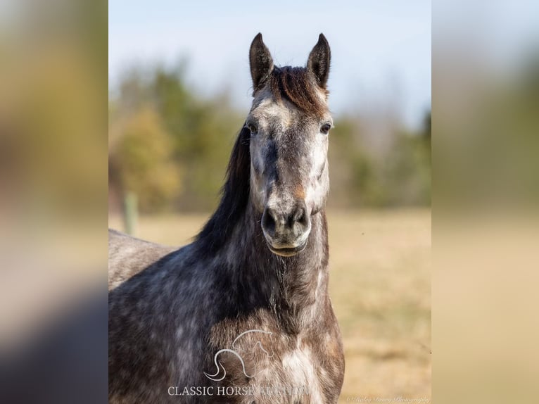 Percheron Gelding 5 years 14 hh Grey in Auburn,KY