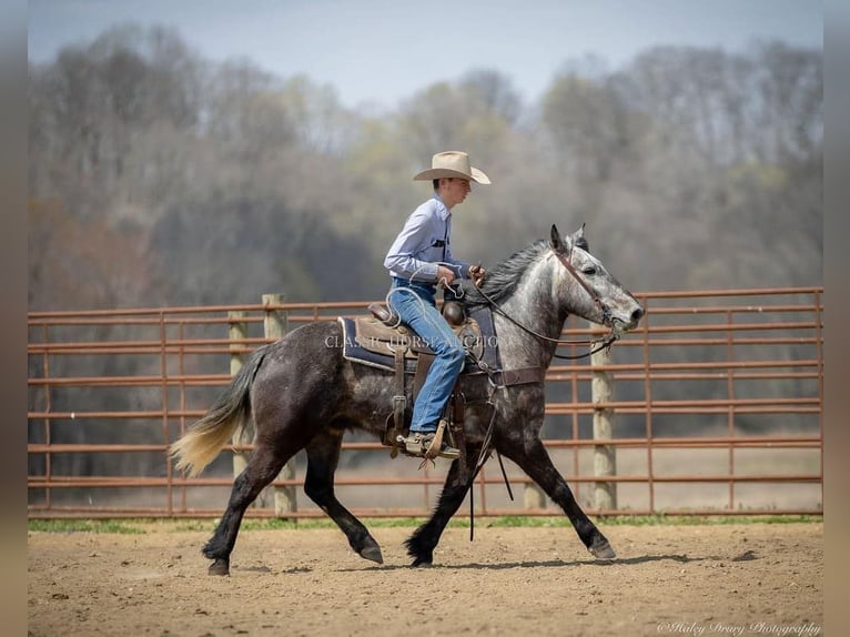 Percheron Gelding 5 years 14 hh Grey in Auburn,KY