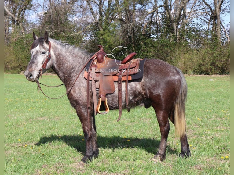 Percheron Gelding 5 years 14 hh Grey in Auburn,KY
