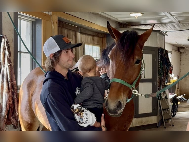 Percheron Mix Gelding 5 years 15,2 hh Bay in Gap, PA