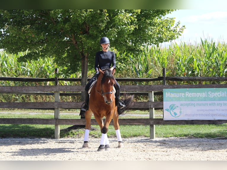 Percheron Mix Gelding 5 years 15,2 hh Bay in Gap, PA