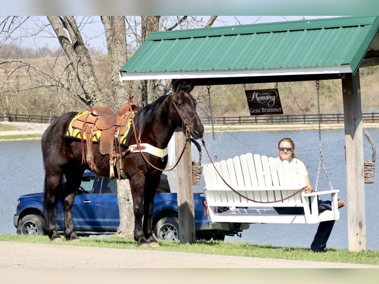 Percheron Mix Gelding 5 years 15.2 hh Black in Mayslick