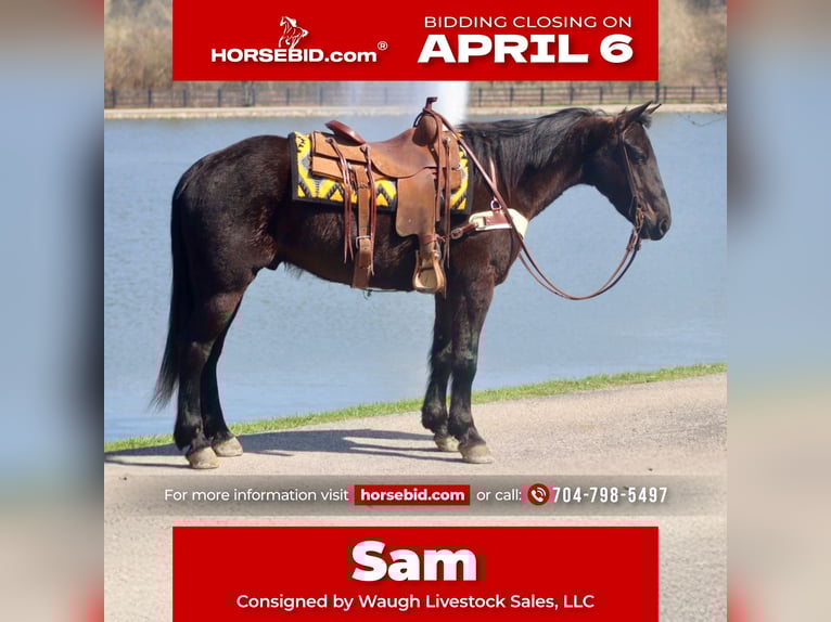 Percheron Mix Gelding 5 years 15.2 hh Black in Mayslick