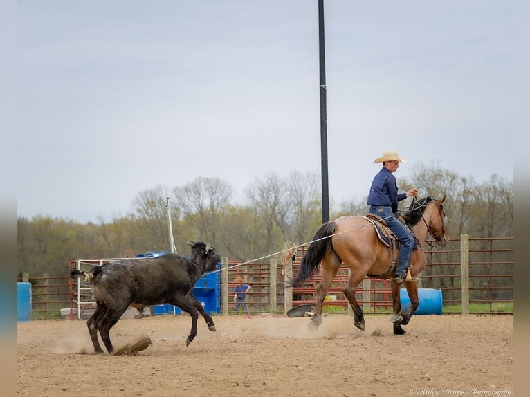Percheron Mix Gelding 5 years 15,2 hh Dun in Auburn, KY