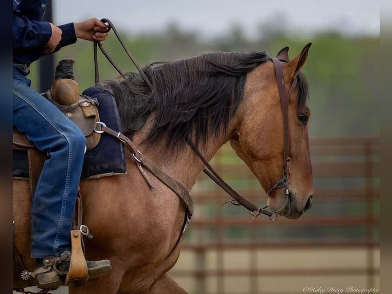 Percheron Mix Gelding 5 years 15,2 hh Dun in Auburn, KY