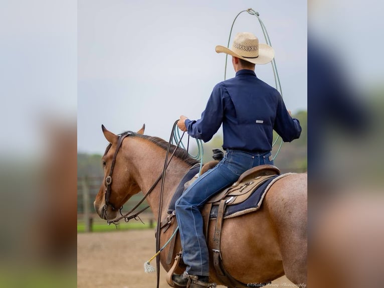 Percheron Mix Gelding 5 years 15,2 hh Dun in Auburn, KY