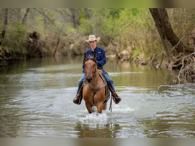 Percheron Mix Gelding 5 years 15,2 hh Dun in Auburn, KY