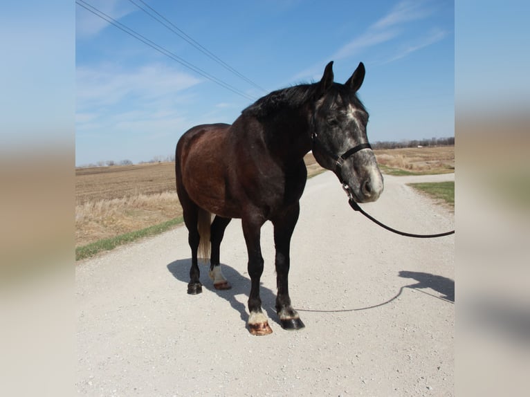Percheron Mix Gelding 5 years 15,2 hh Grey in Ames, IA
