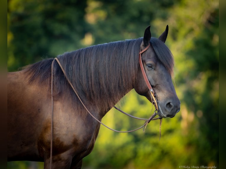 Percheron Mix Gelding 5 years 15,3 hh Black in Auburn, KY