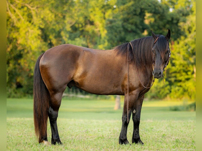 Percheron Mix Gelding 5 years 15,3 hh Black in Auburn, KY