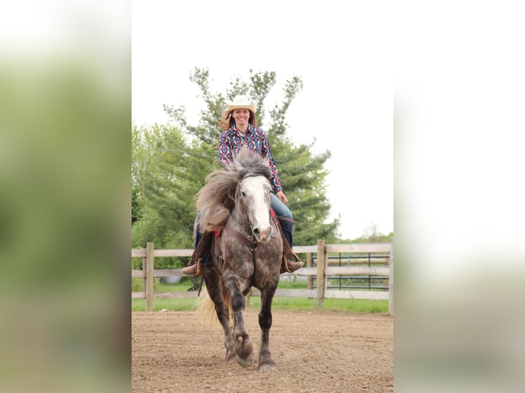 Percheron Gelding 5 years 15,3 hh Gray-Dapple in Howell MI