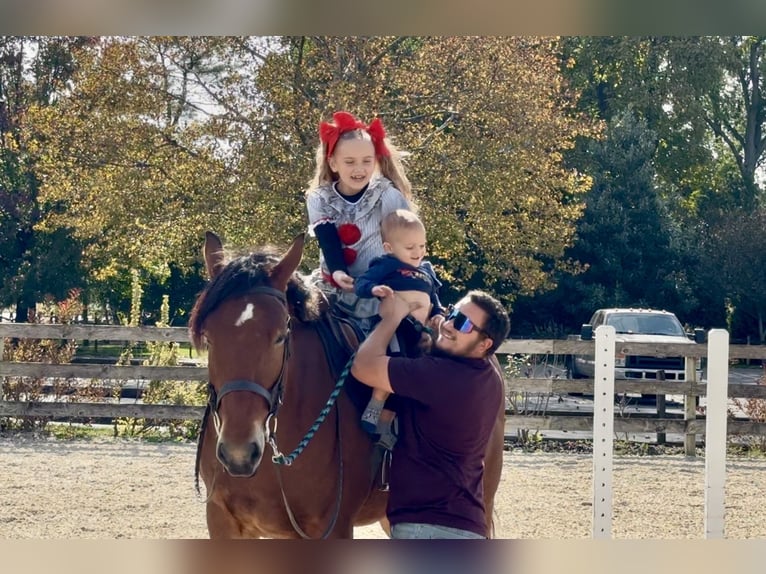 Percheron Mix Gelding 5 years 15,2 hh Bay in Gap, PA