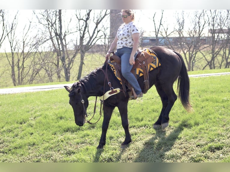 Percheron Mix Gelding 5 years 15,2 hh Black in Mayslick
