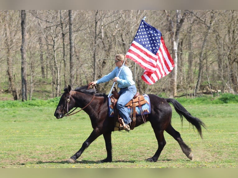 Percheron Mix Gelding 5 years 15,2 hh Black in Mayslick