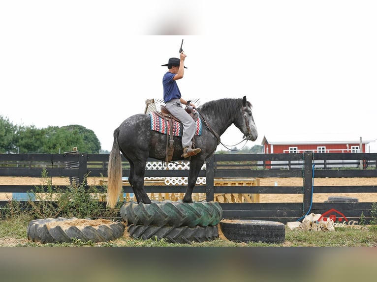 Percheron Gelding 5 years 15,2 hh Grey-Dapple in Shipshewana IN