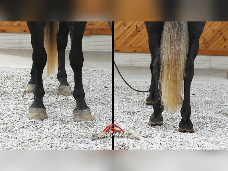 Percheron Gelding 5 years 15,2 hh Grey-Dapple in Shipshewana IN