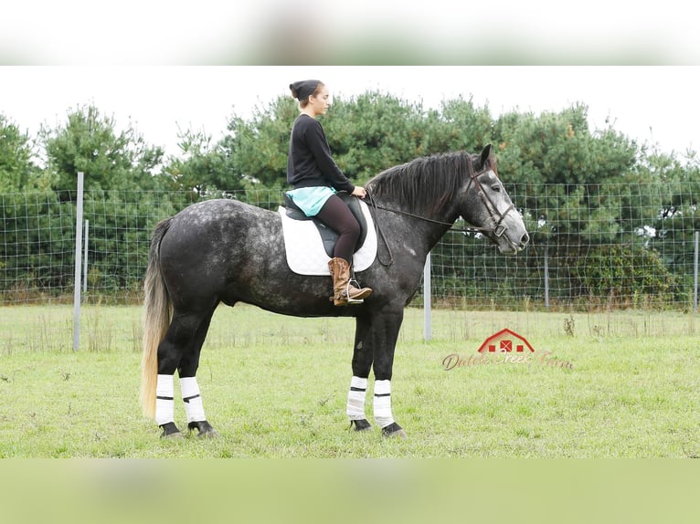 Percheron Gelding 5 years 15,2 hh Grey-Dapple in Shipshewana IN