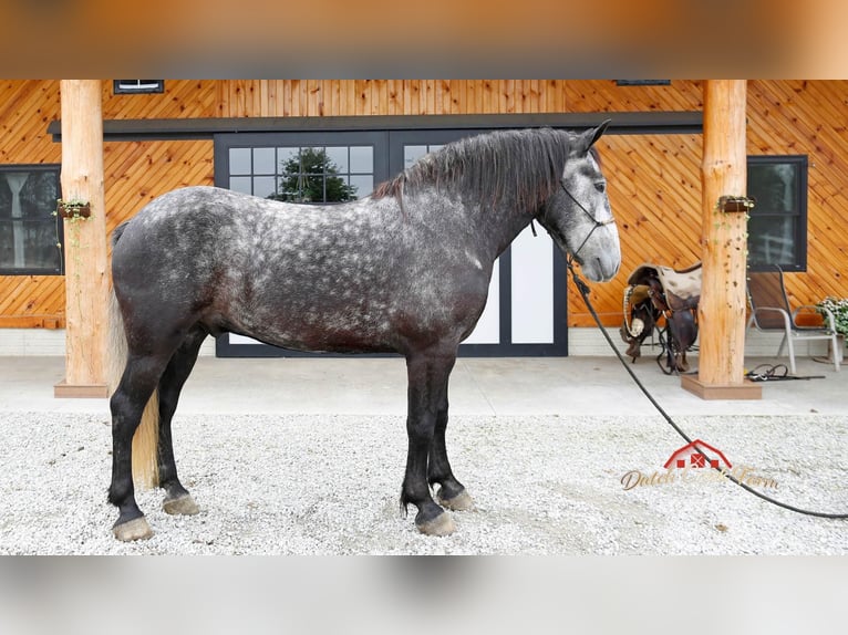 Percheron Gelding 5 years 15,2 hh Grey-Dapple in Shipshewana IN